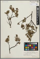 Foto von Salix arbuscula L. x Salix lapponum L.